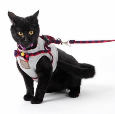 https://cf.cjdropshipping.com/20190618/185224919377.png