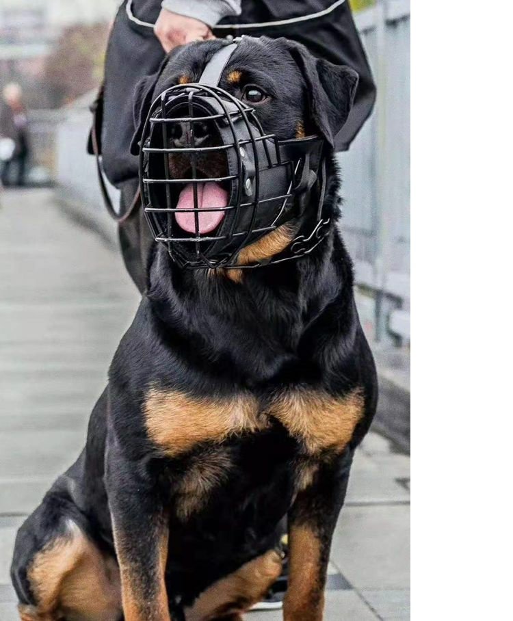 Tactical Mouth Cage Horse Dog Golden