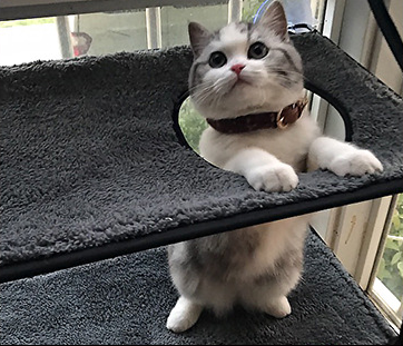 Hammock Removable Washable Cat Comfort Bed