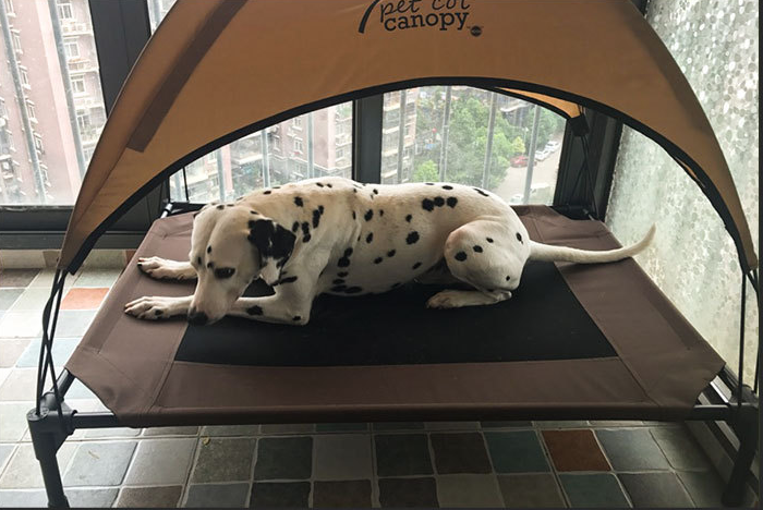 https://cf.cjdropshipping.com/20190622/676929024169.png