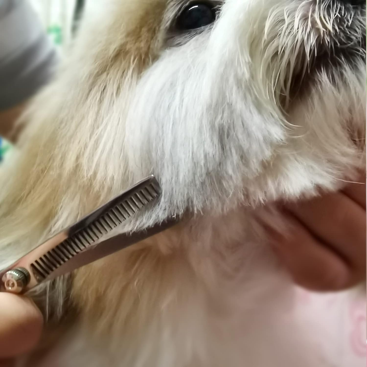 Dog Grooming Scissors With Safety Round Tips Stainless Steel...