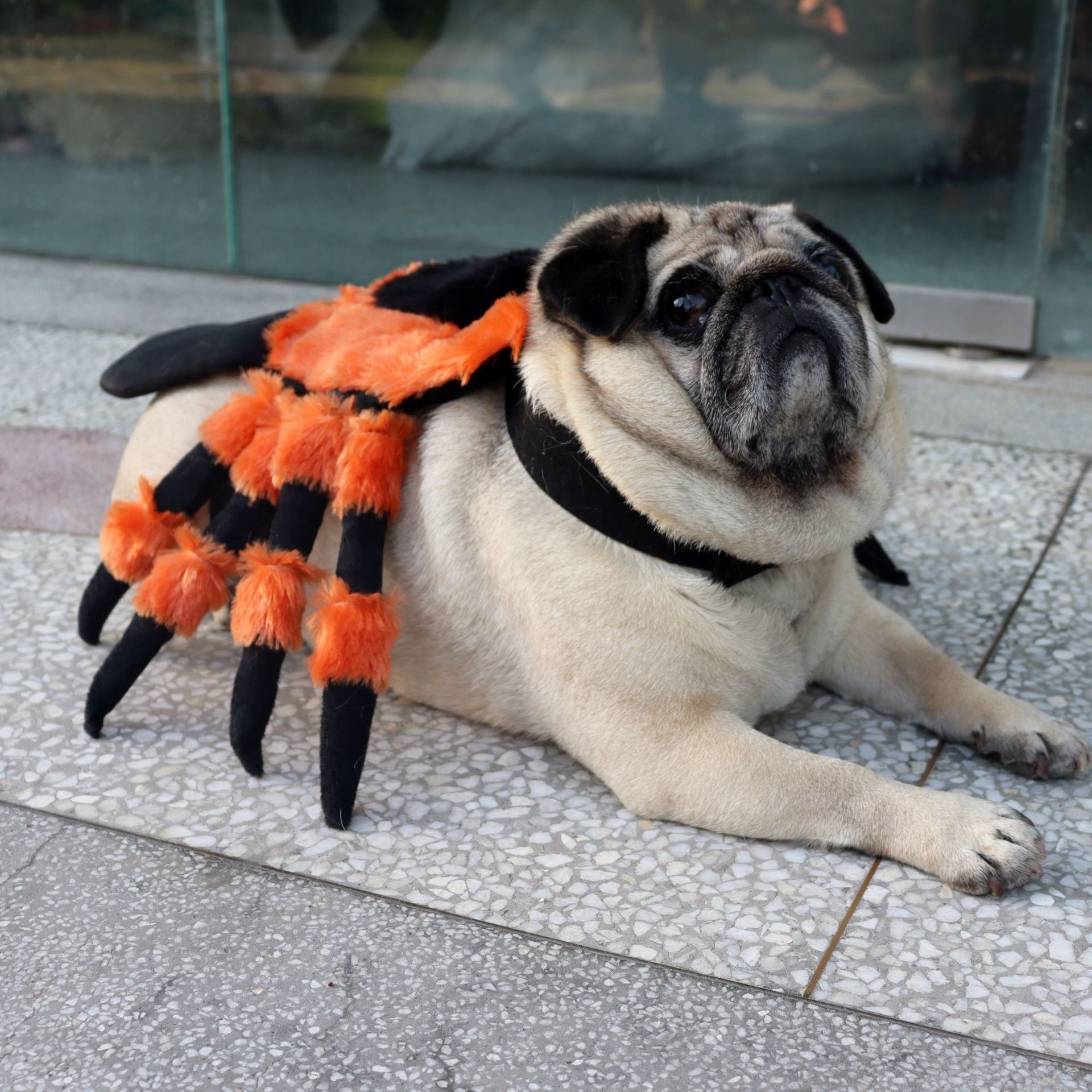 Pet Clothes Halloween Spider Costume